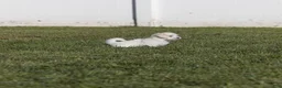 Coton De Tulear dogs for sale: Magnolia - Ad 2