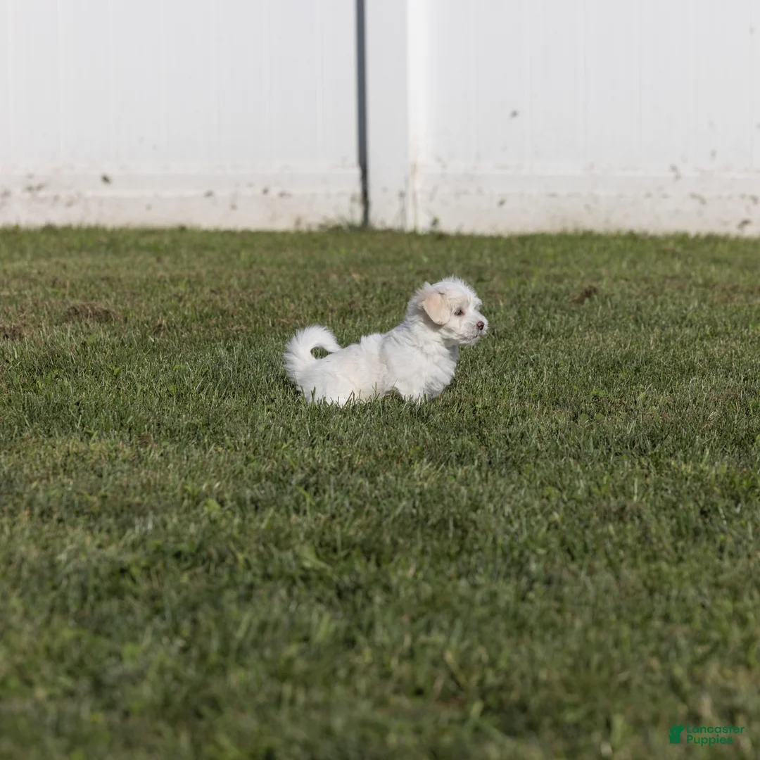 Coton De Tulear dogs for sale: Magnolia - Ad 2