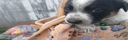 Australian Cattle Dog dogs for sale: Australian Cattle Dog Puppy 4 Bish - Ad 3