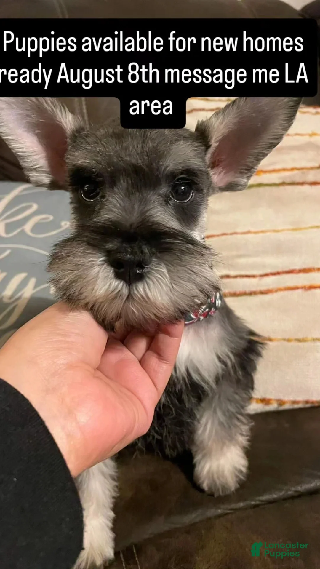 Miniature Schnauzer dogs for sale: Miniature Schnauzer 5 - Ad 1