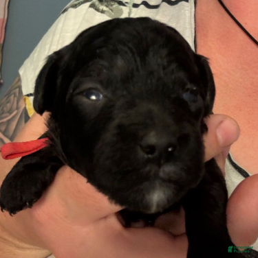 Cavapoo dogs Holly - Ad 3