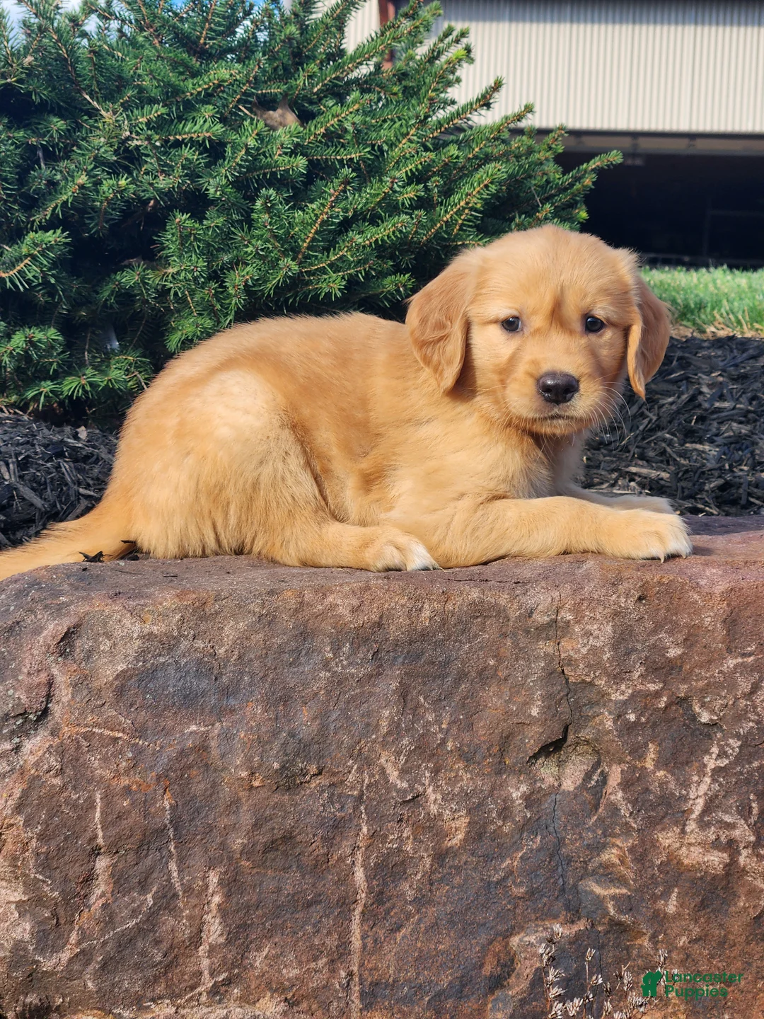 Golden Retriever dogs for sale: Chloe - Ad 1