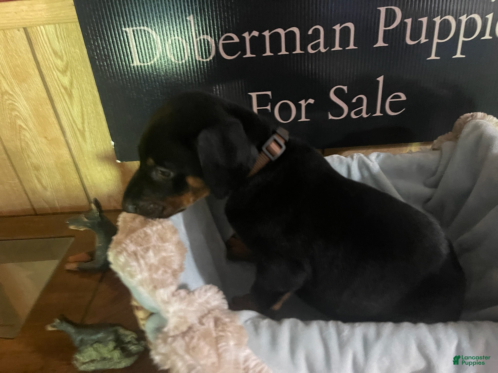 Doberman Pinscher dogs Brown collar male - Ad 1