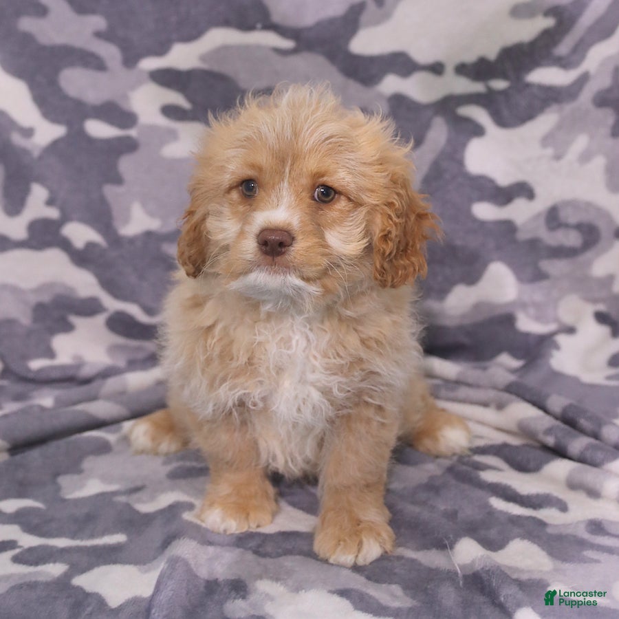 Cavapoo dogs Zeke - Ad 2