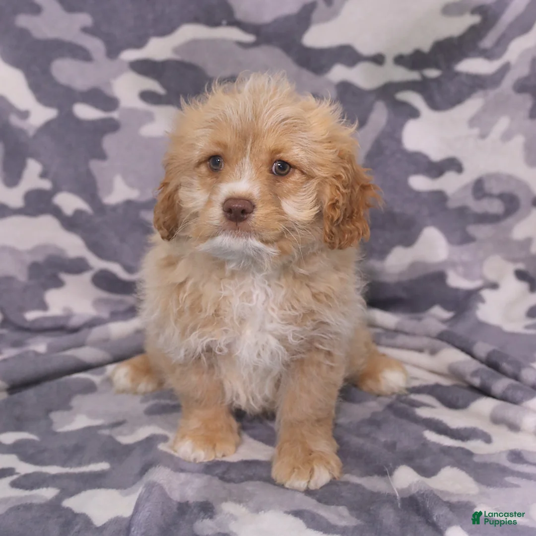 Cavapoo dogs for sale: Zeke - Ad 2