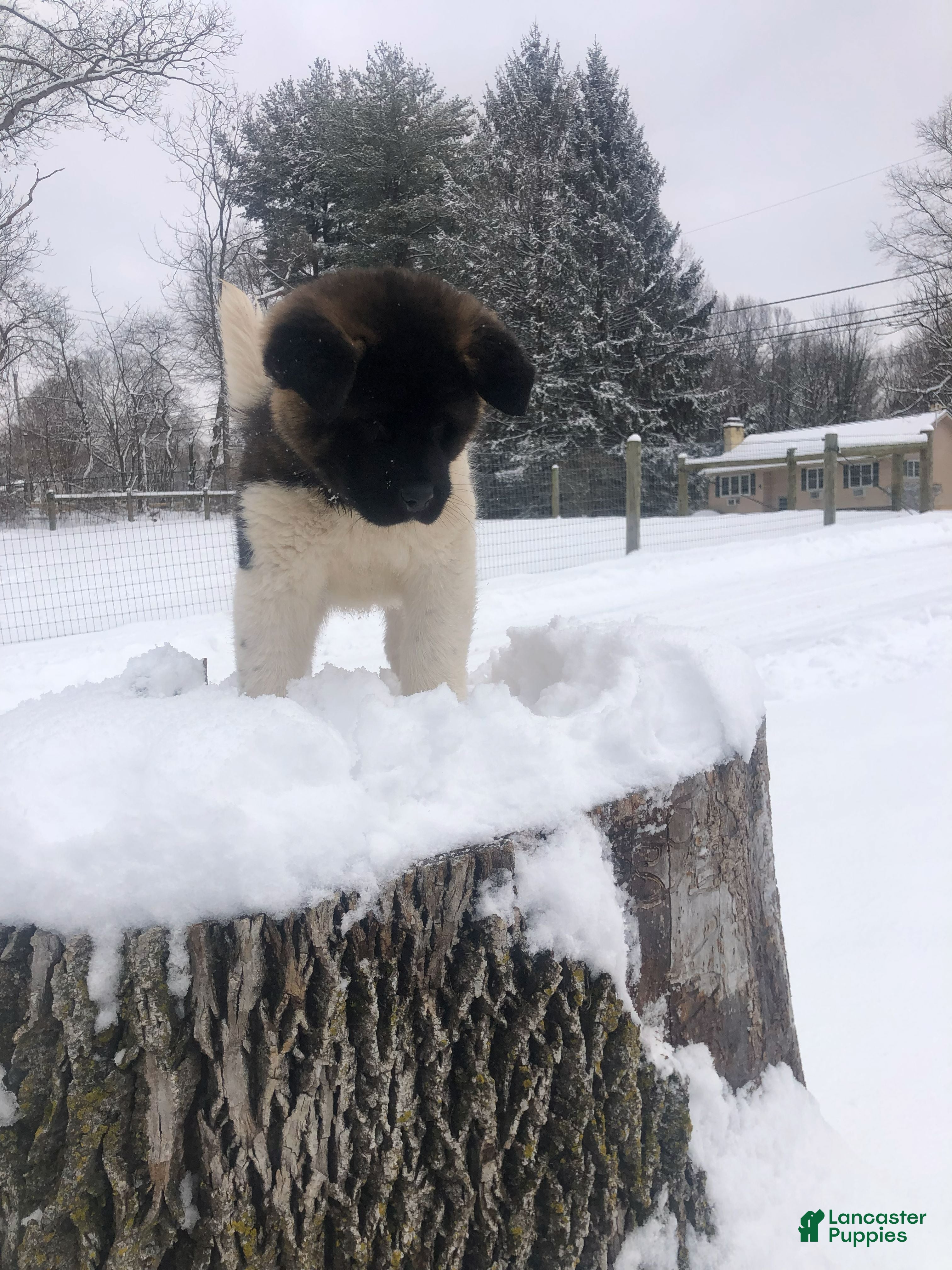 Akita dogs Buster - Ad 11