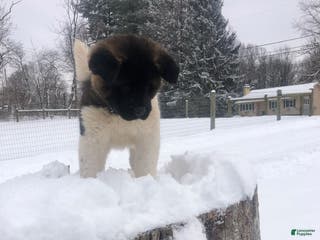 Akita dogs Buster - Ad 17