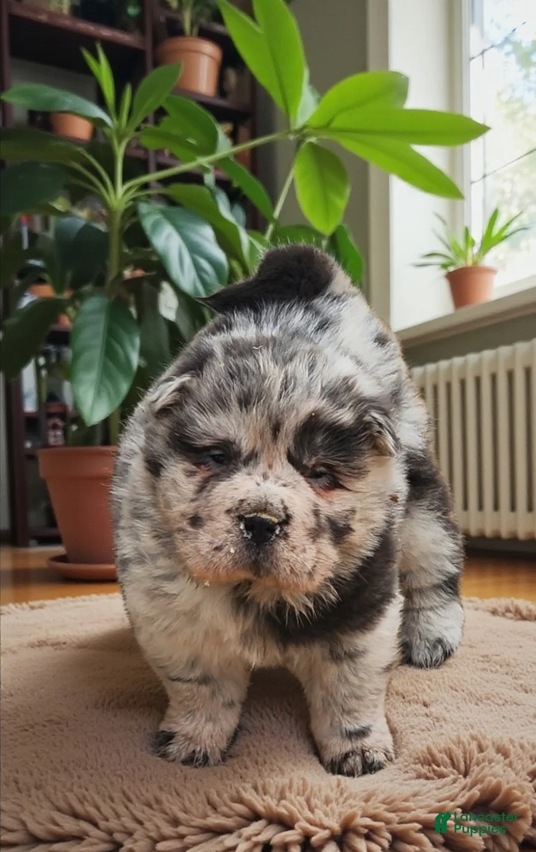 Shar Pei dogs for sale: Tinsel bear coat mini merle  - Ad 17