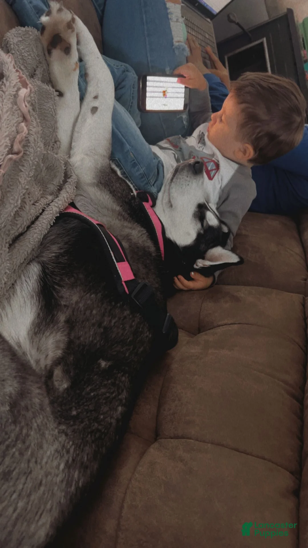 Siberian Husky dogs for sale: Siberian Husky Puppy 1 - Ad 4