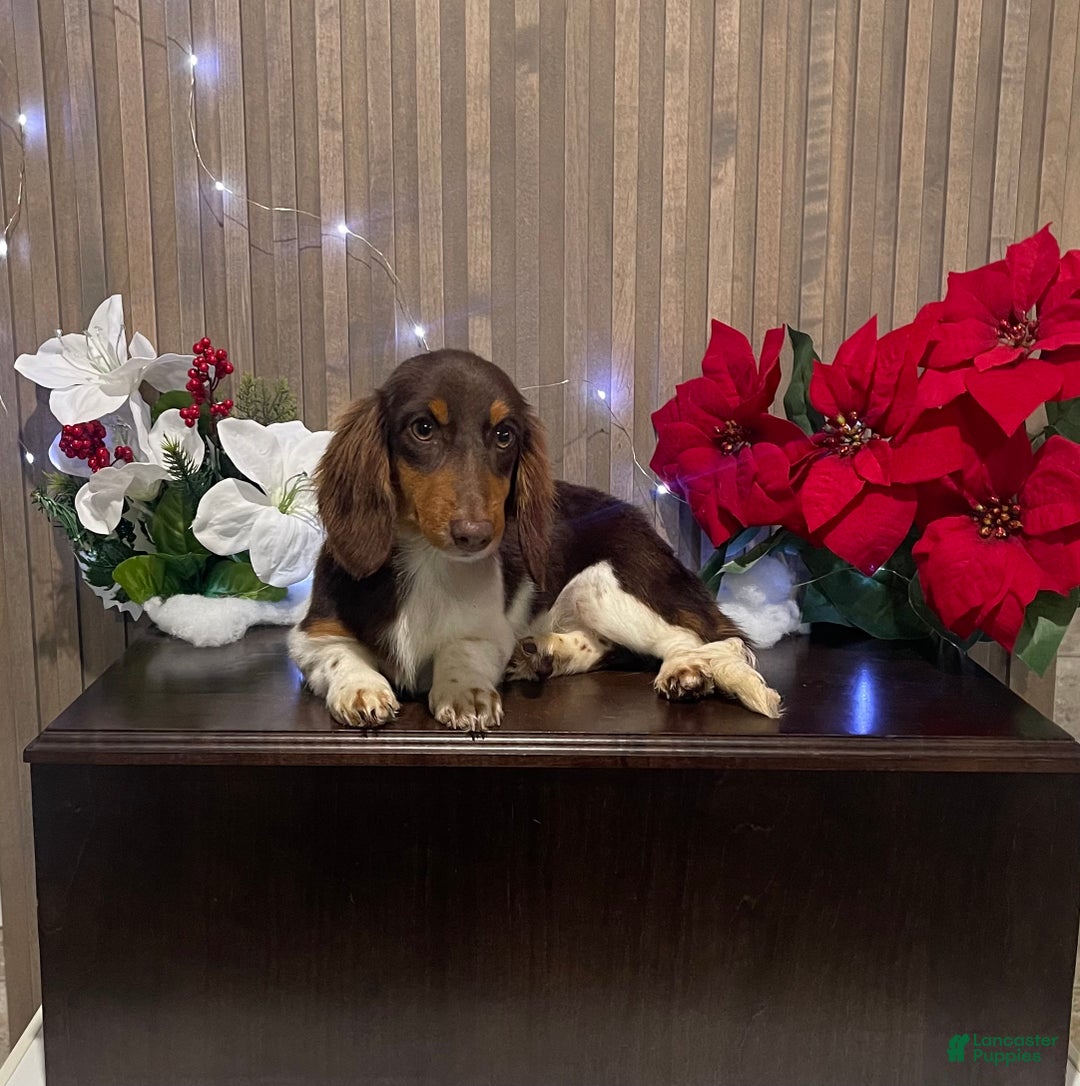 Miniature Dachshund dogs for sale: Miniature Dachshund Puppy 1 - Ad 1