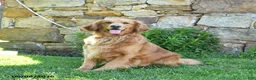 Golden Retriever dogs for sale: Abigail - Ad 1