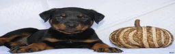 Rottweiler dogs for sale: Bruce  - Ad 3