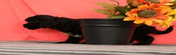 Cavapoo dogs for sale: Valentine - Ad 4