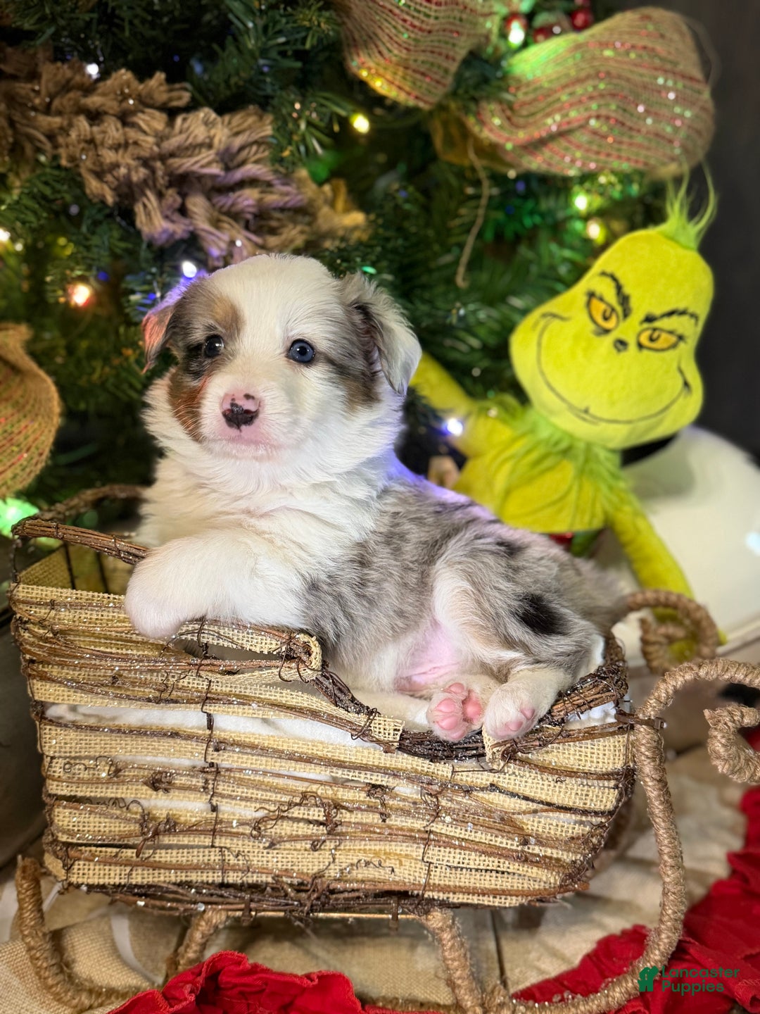 Miniature Australian Shepherd dogs for sale: BLUE - Ad 1