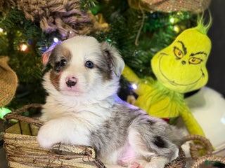 Miniature Australian Shepherd dogs Miniature Australian Shepherd Puppy BLUE - Ad 20