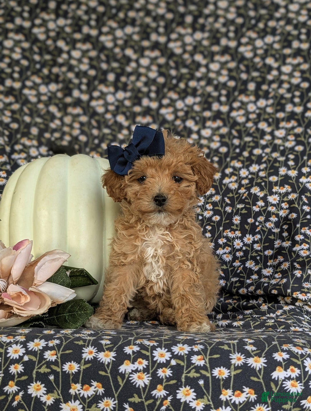 Bichpoo dogs for sale: Vanessa 8 lbs Full Grown - Ad 2