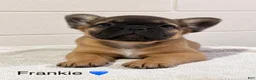 French Bulldog dogs for sale: Frankie FLUFFY - Ad 3