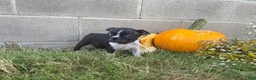 Boston Terrier dogs for sale: Leo - Ad 3