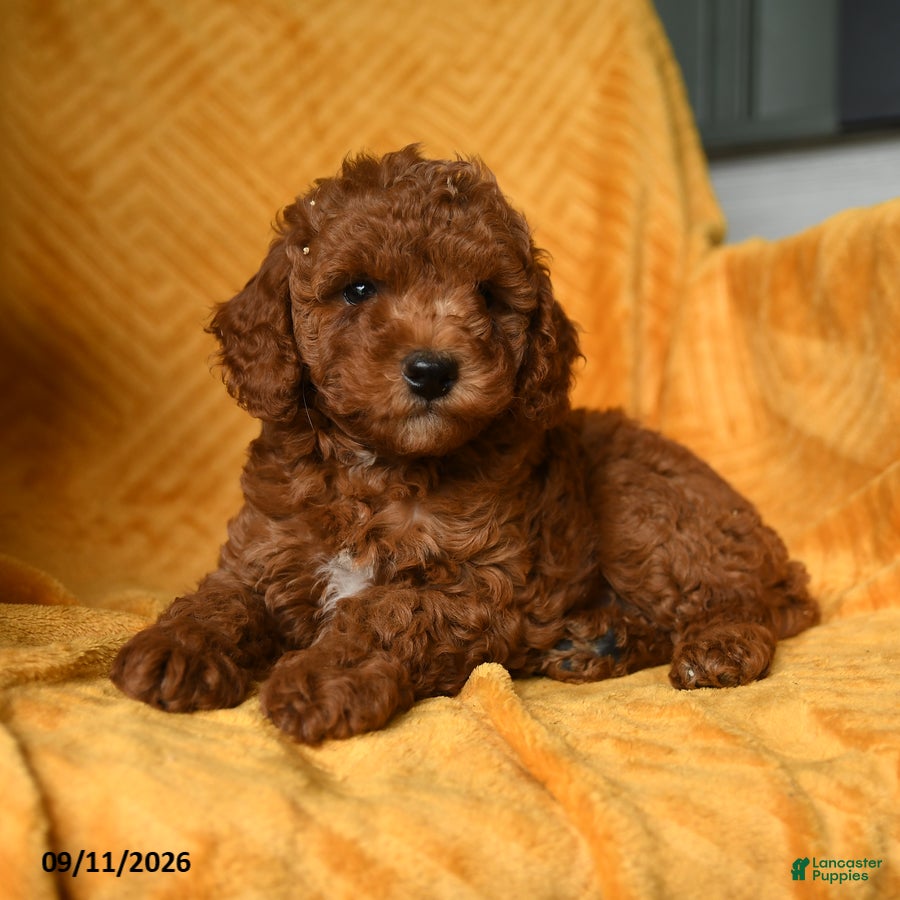Cavapoo dogs Crouton - Ad 2