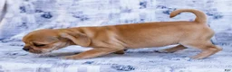Puggle dogs for sale: Rosie - Ad 3