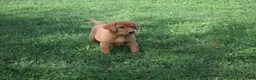 Labrador Retriever dogs for sale: Bronze - Ad 1