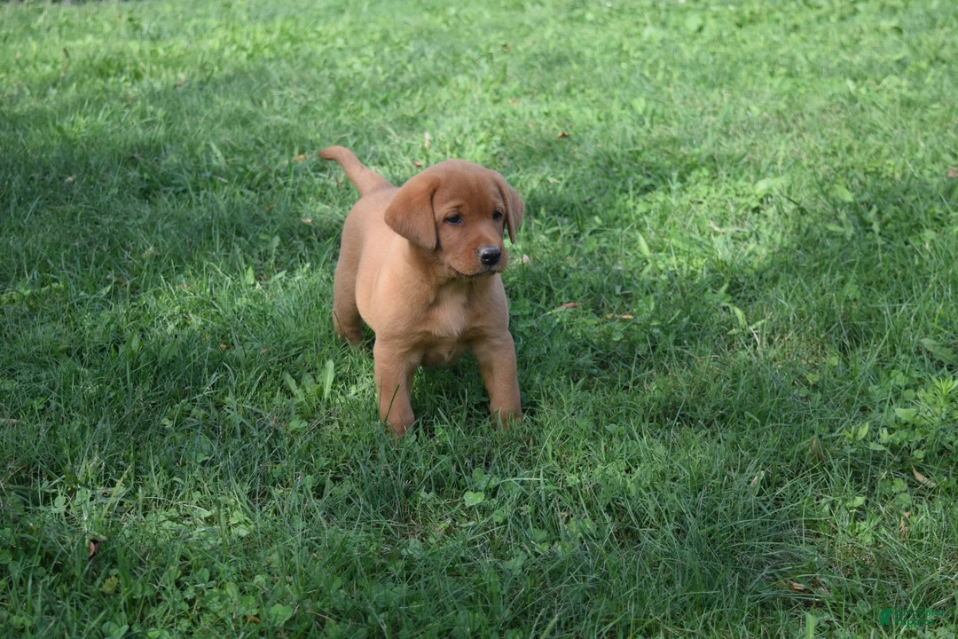Labrador Retriever dogs for sale: Bronze - Ad 1