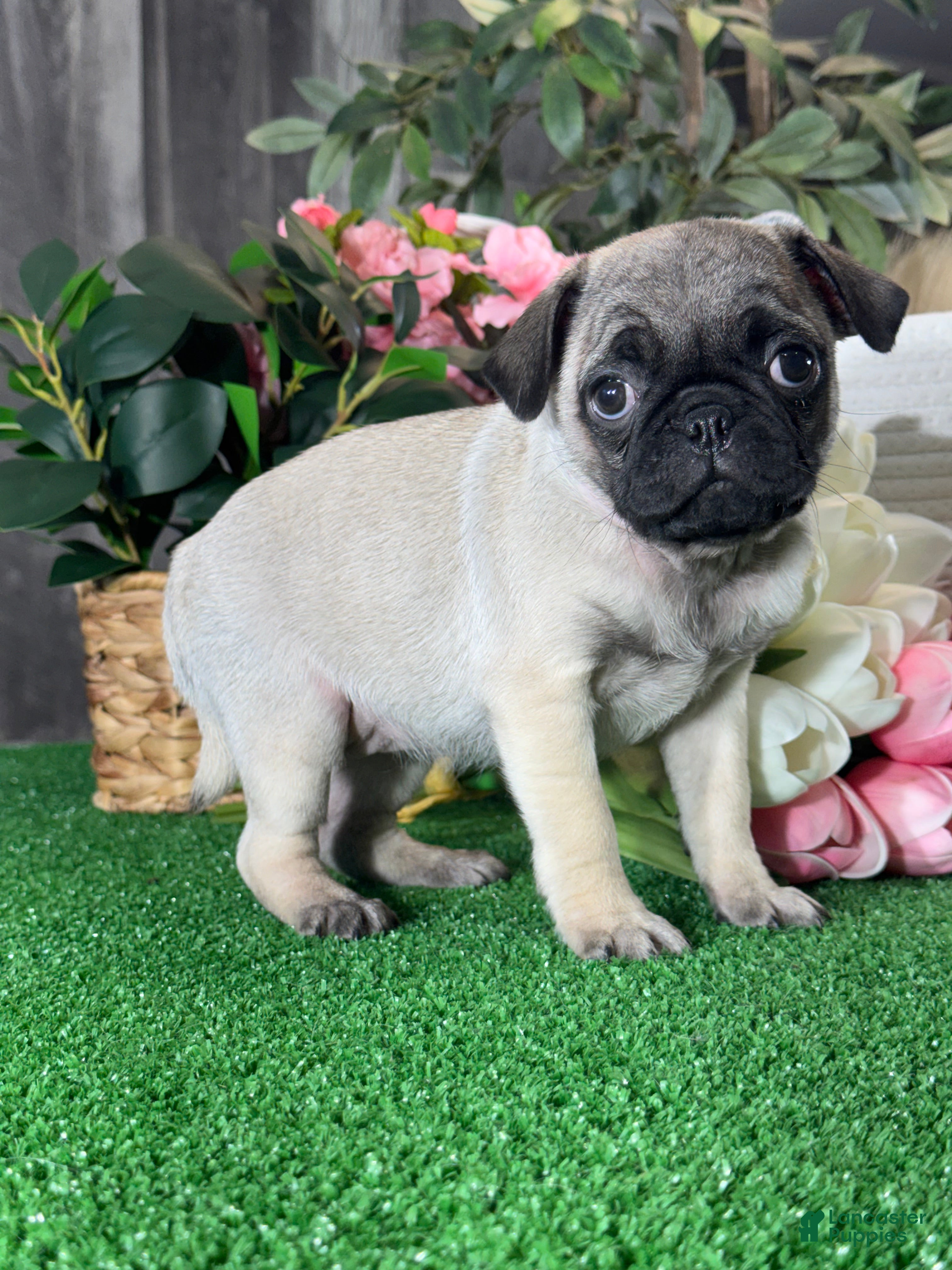 Pug dogs Polly - Ad 40