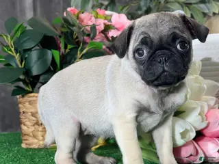 Pug dogs Polly - Ad 40