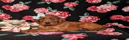 Irish Setter dogs for sale: Diannah - Ad 4