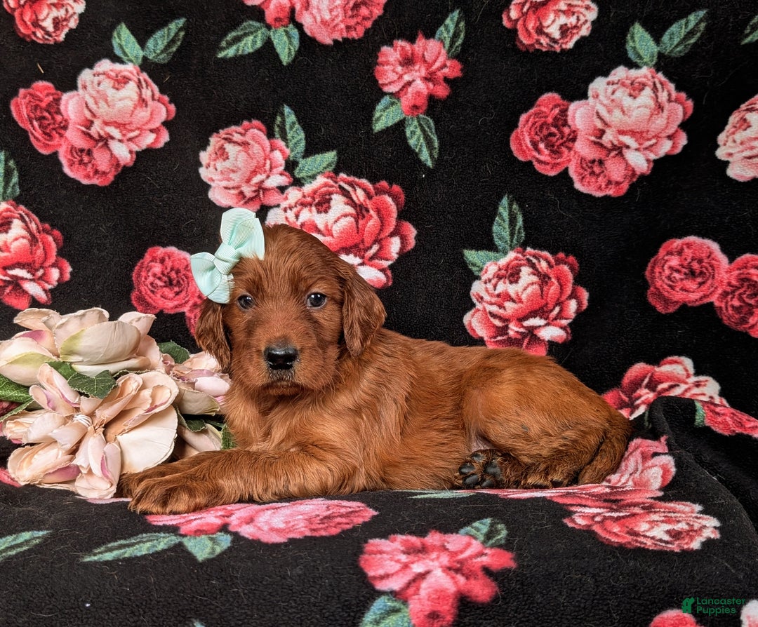 Irish Setter dogs for sale: Diannah - Ad 4