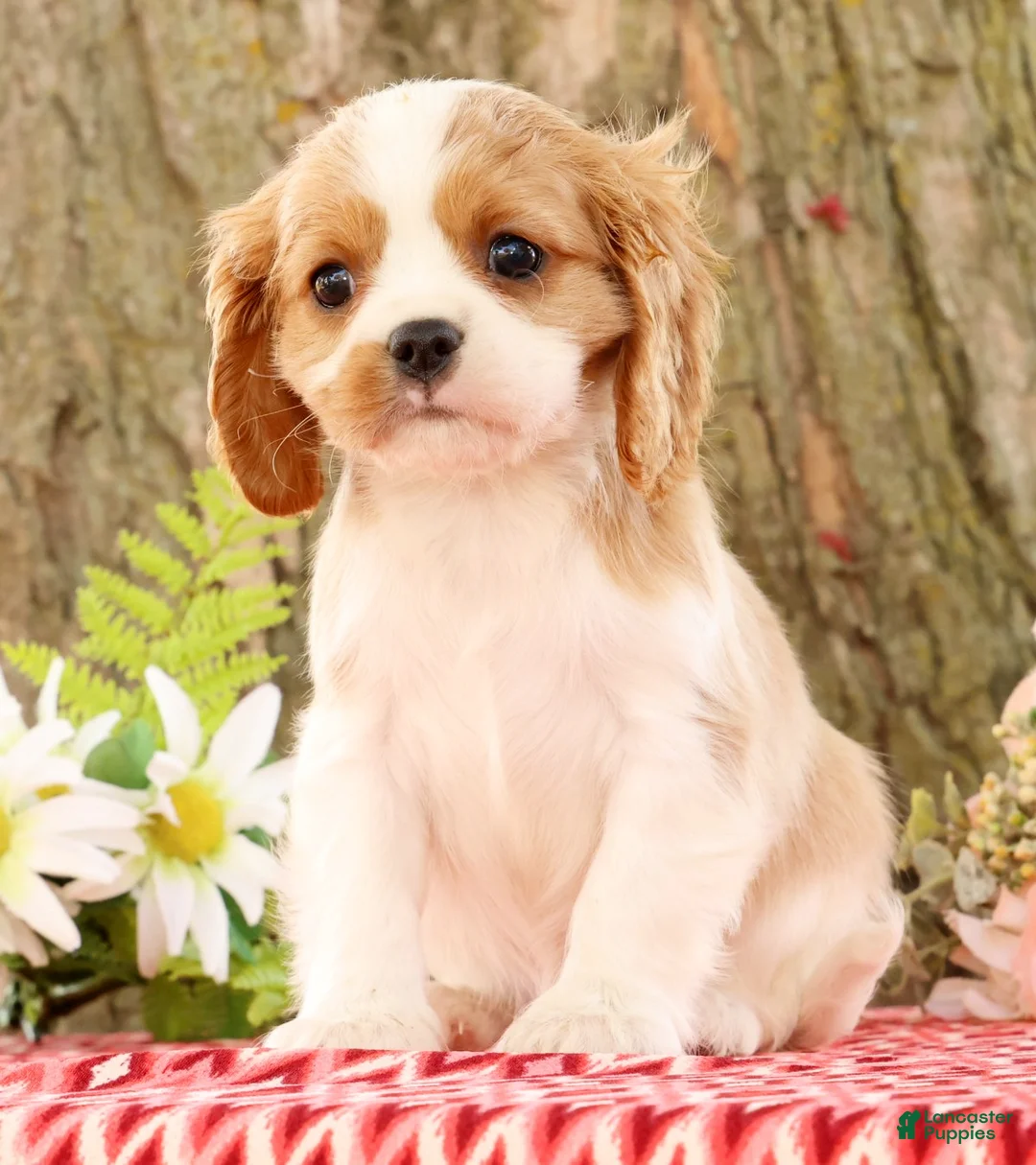 Cavalier King Charles Spaniel dogs for sale: Zoe - Ad 1
