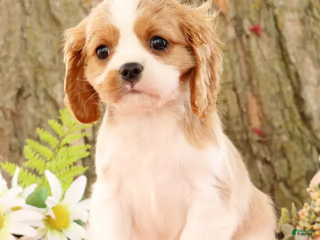 Cavalier King Charles Spaniel dogs for sale: Zoe - Ad 1