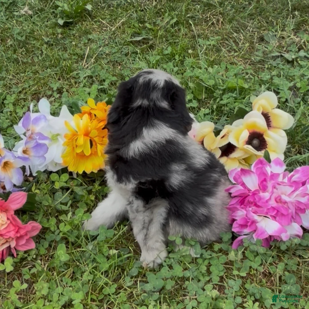 Mini Goldendoodle dogs for sale: Basil - Ad 5