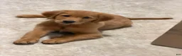 Golden Retriever dogs for sale: Golden Retriever 1 - Ad 5