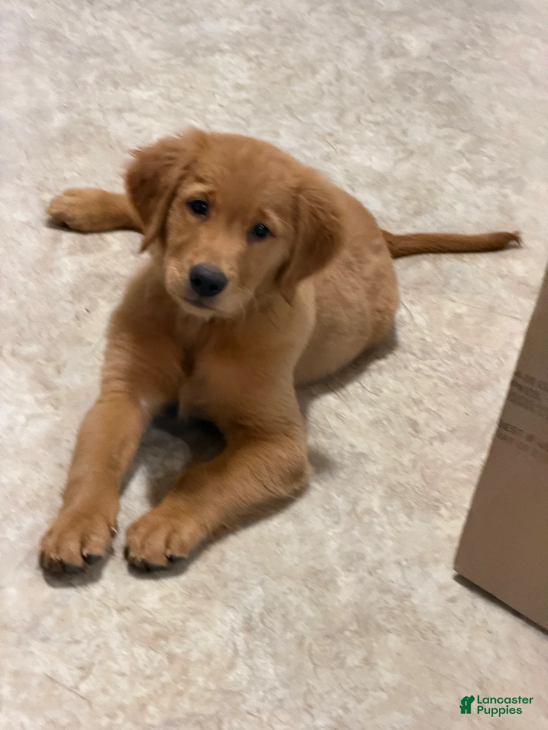 Golden Retriever dogs for sale: Golden Retriever 1 - Ad 5