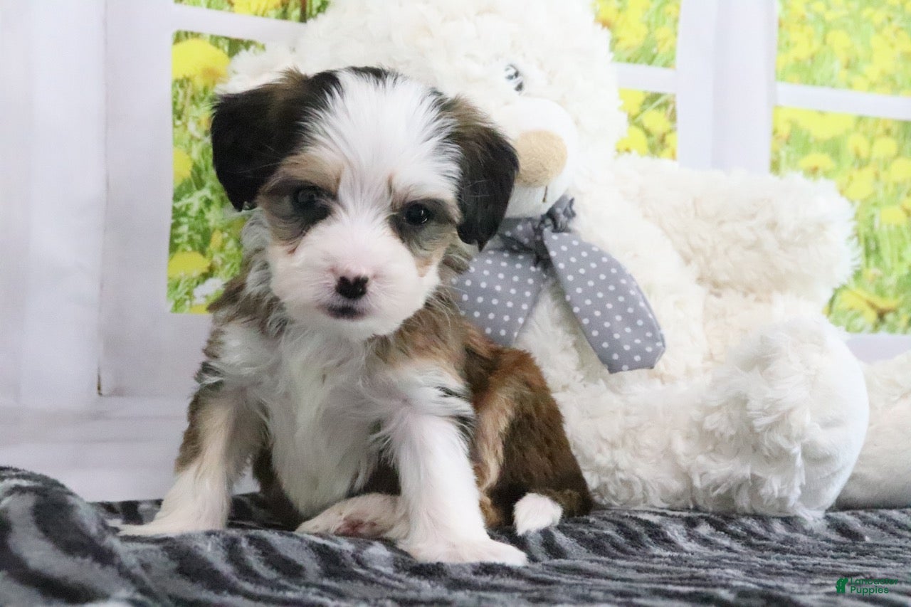 Mini Bernedoodle dogs Ryker - Ad 1