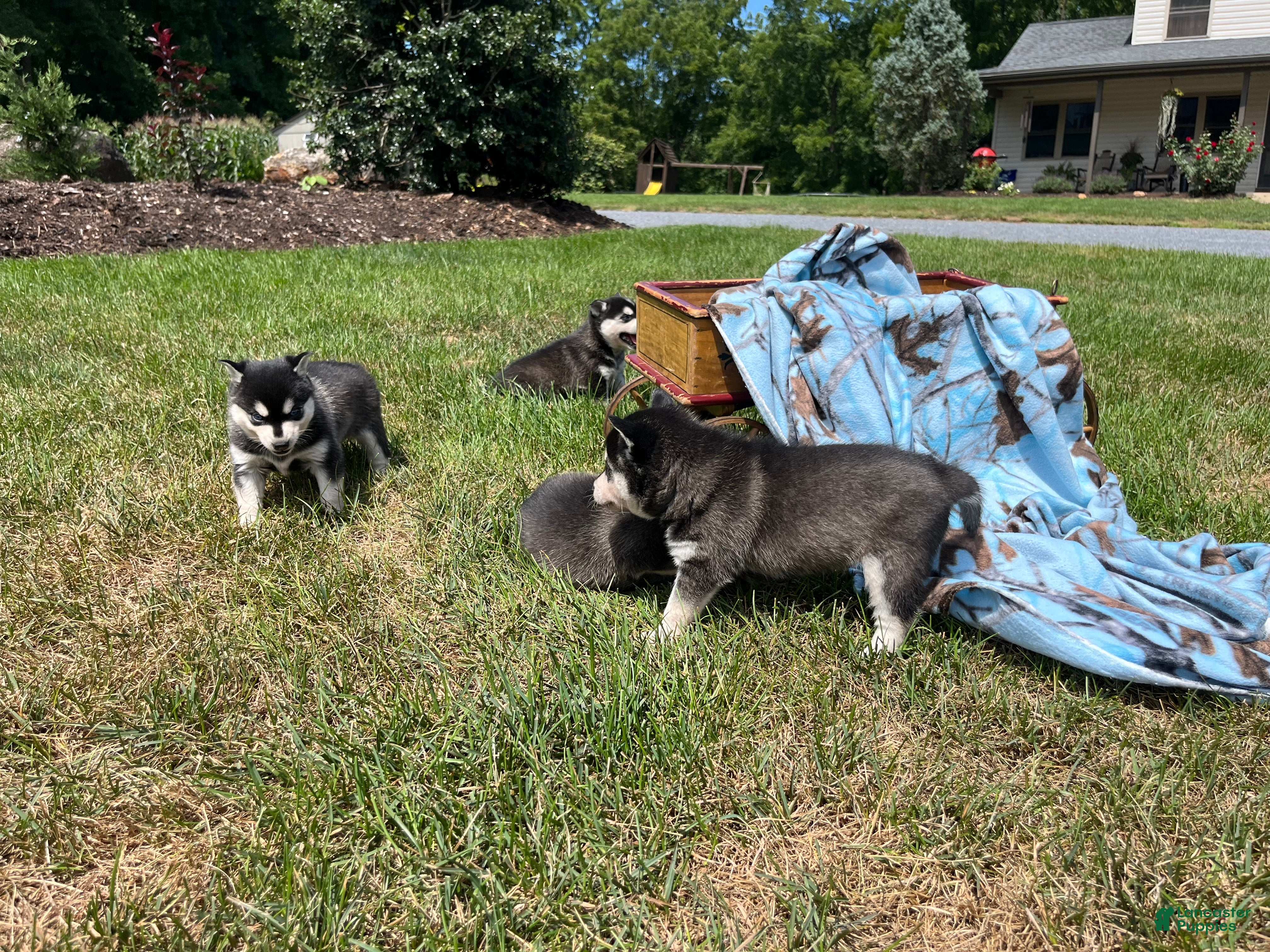 Alaskan Klee Kai dogs Shadow❤️ICA Registered🐾Text or Call 610-643-6846 - Ad 2