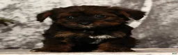 Yorkiepoo dogs for sale: Unity - Ad 2