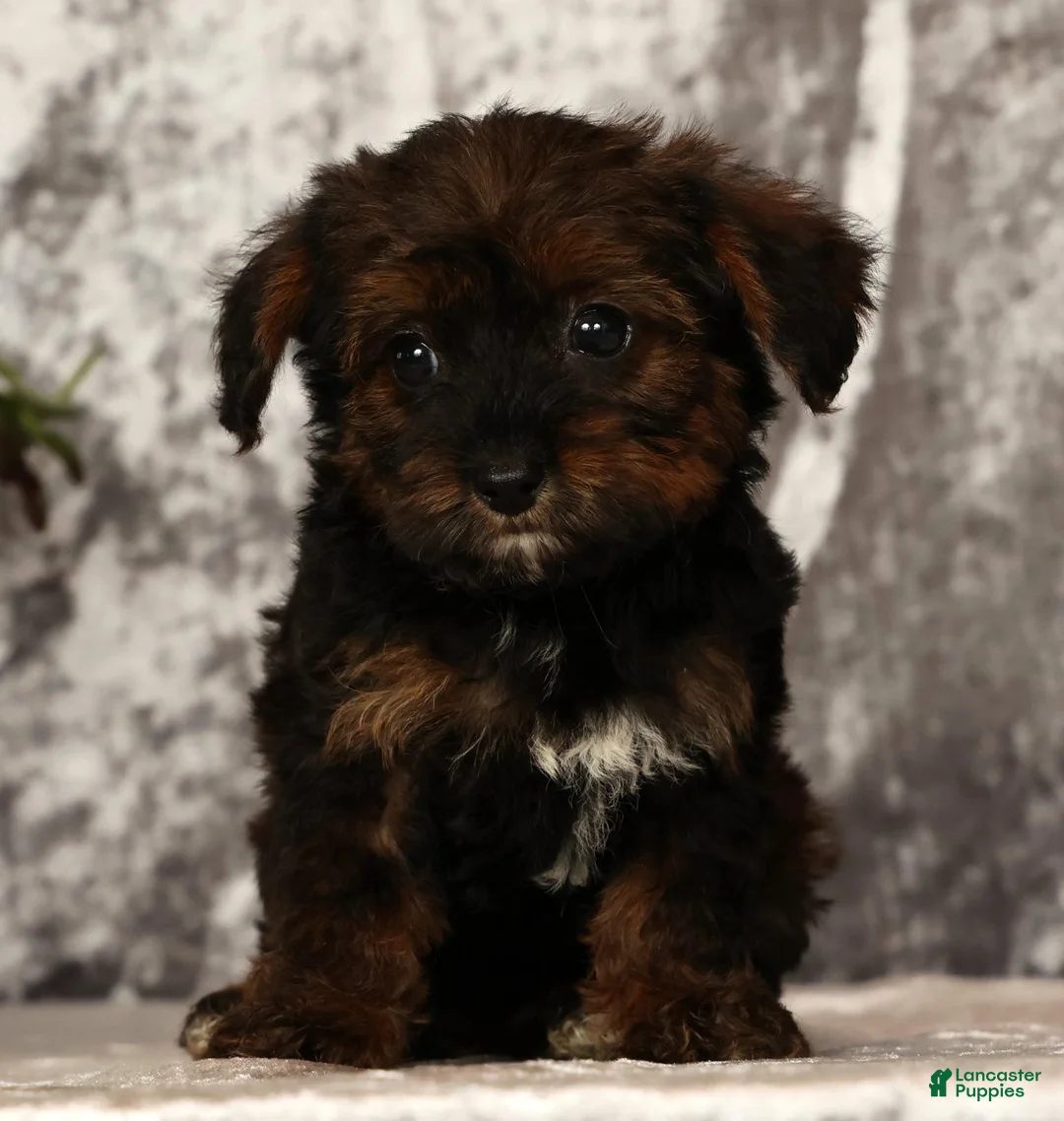 Yorkiepoo dogs for sale: Unity - Ad 2