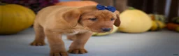 Labrador Retriever dogs for sale: NATHAN - Ad 4
