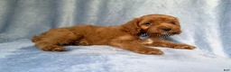Cavapoo dogs for sale: Moose - Ad 8