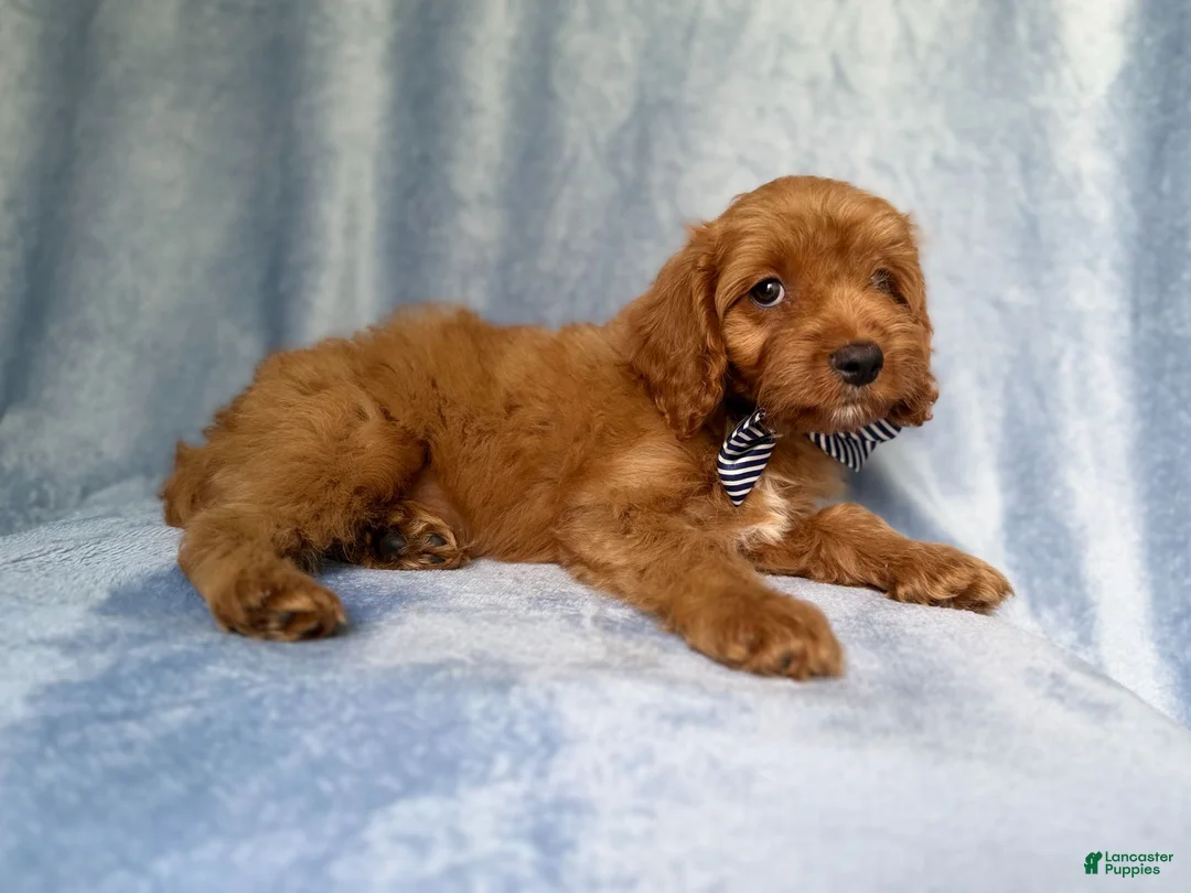 Cavapoo dogs for sale: Moose - Ad 8
