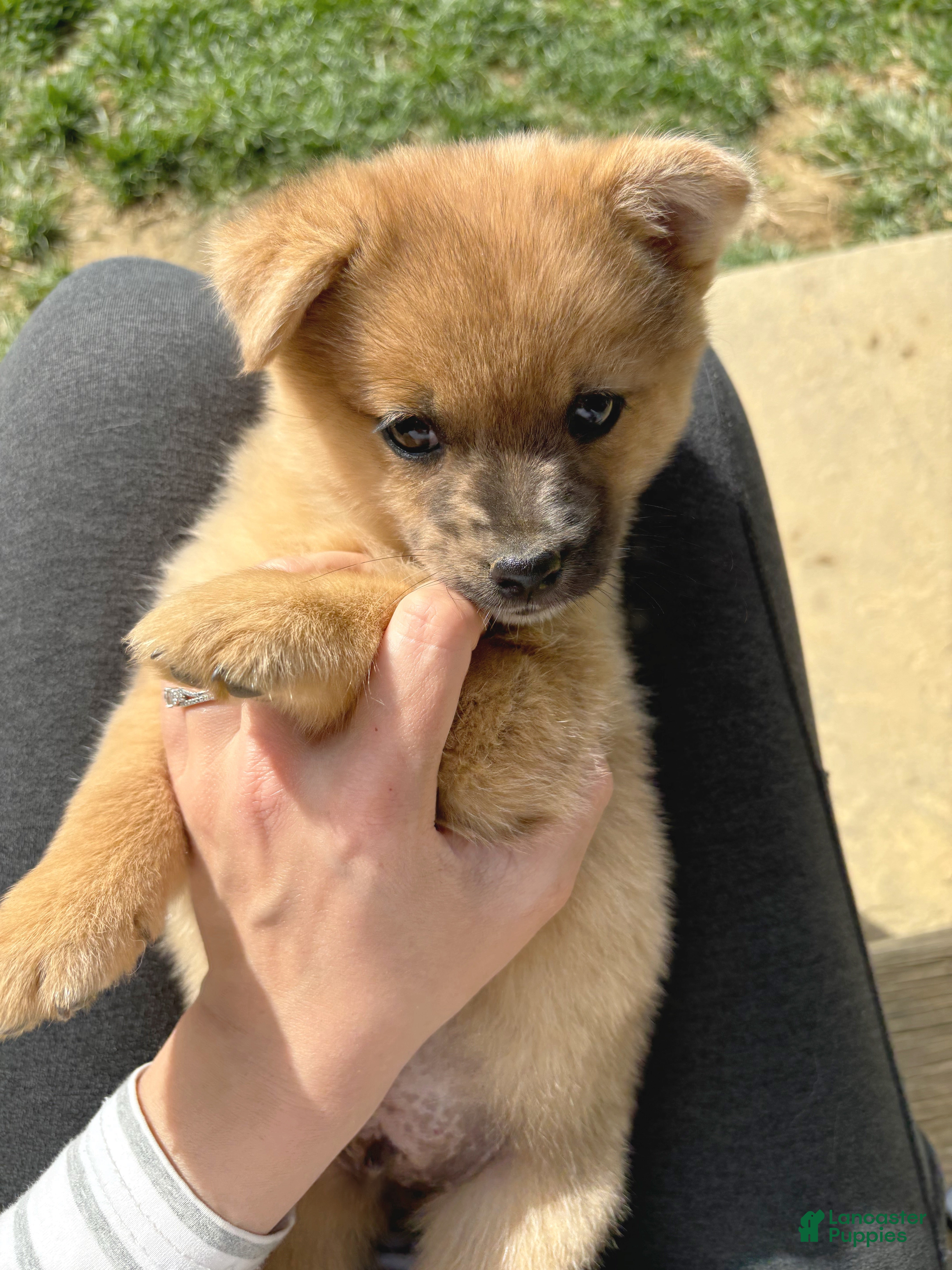 Mixed Breed dogs Luigi - Ad 2