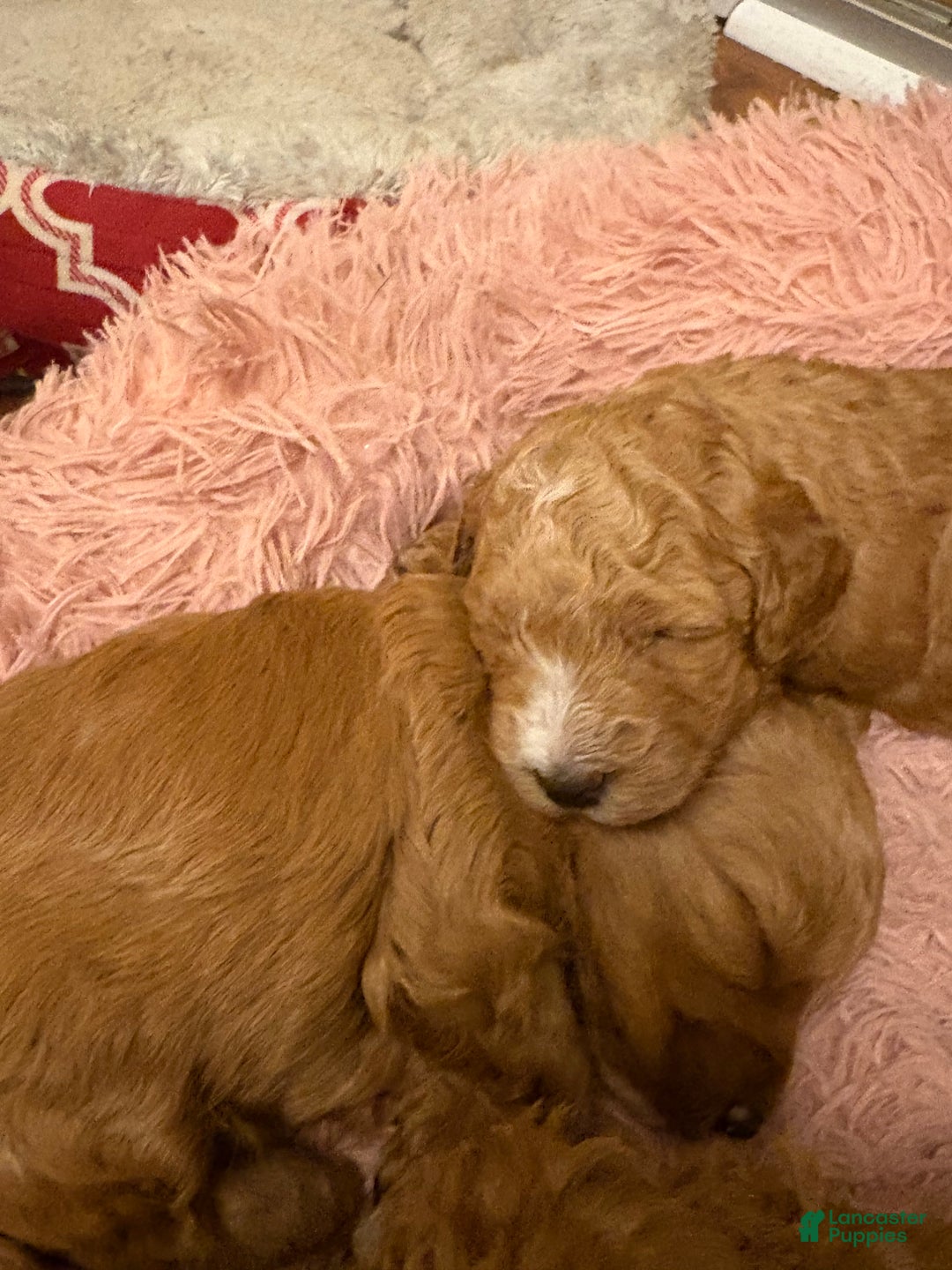 Mixed Breed dogs for sale: Mixed Breed litter of 6 puppies - Ad 1