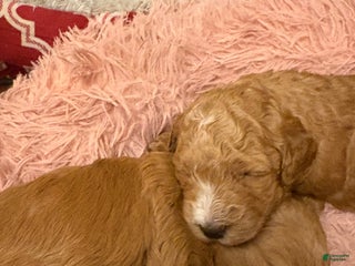 Mixed Breed dogs Mixed Breed litter of 6 puppies - Ad 17