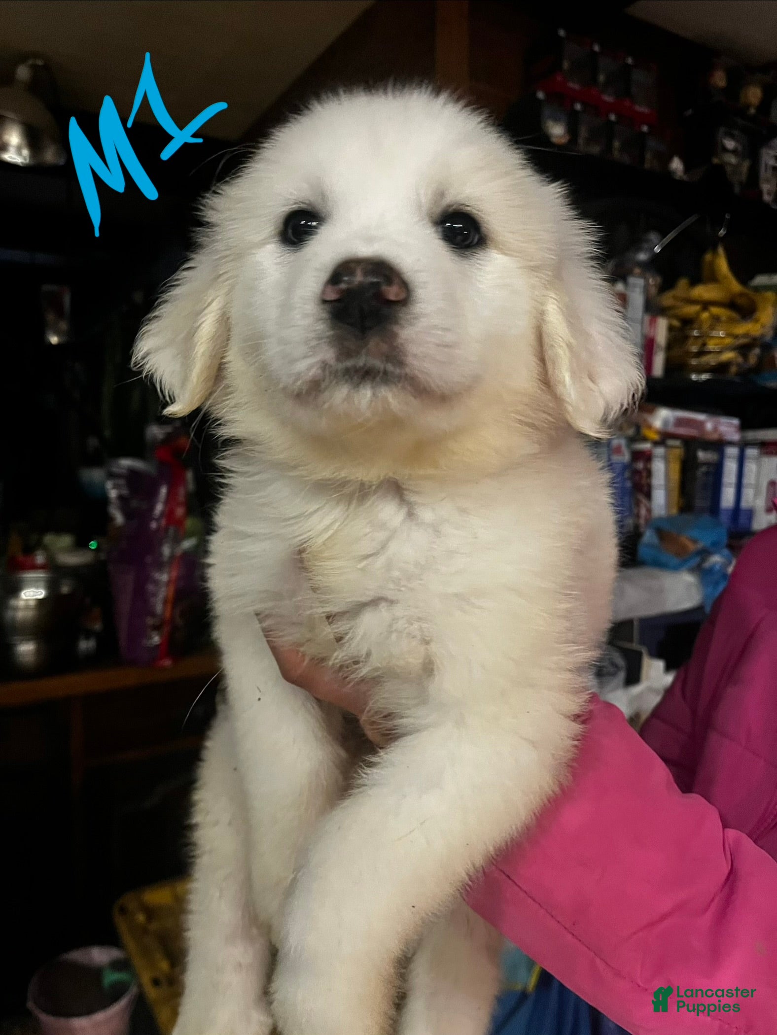 Great Pyrenees dogs Hercules - Ad 2