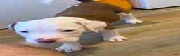 American Bully dogs for sale: American Bully 2 - Ad 8
