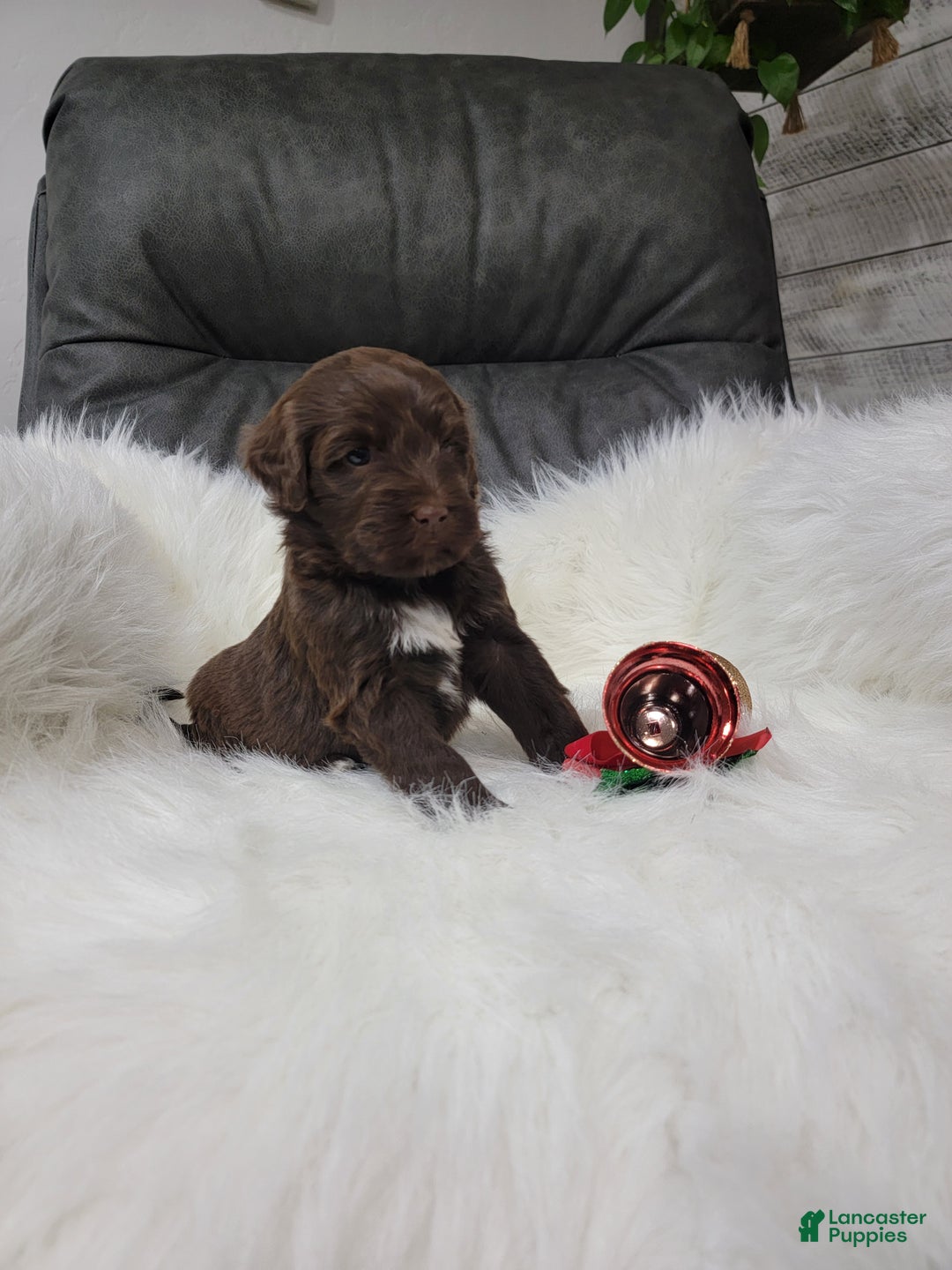 Portuguese Water Dog dogs for sale: Belle - Ad 2