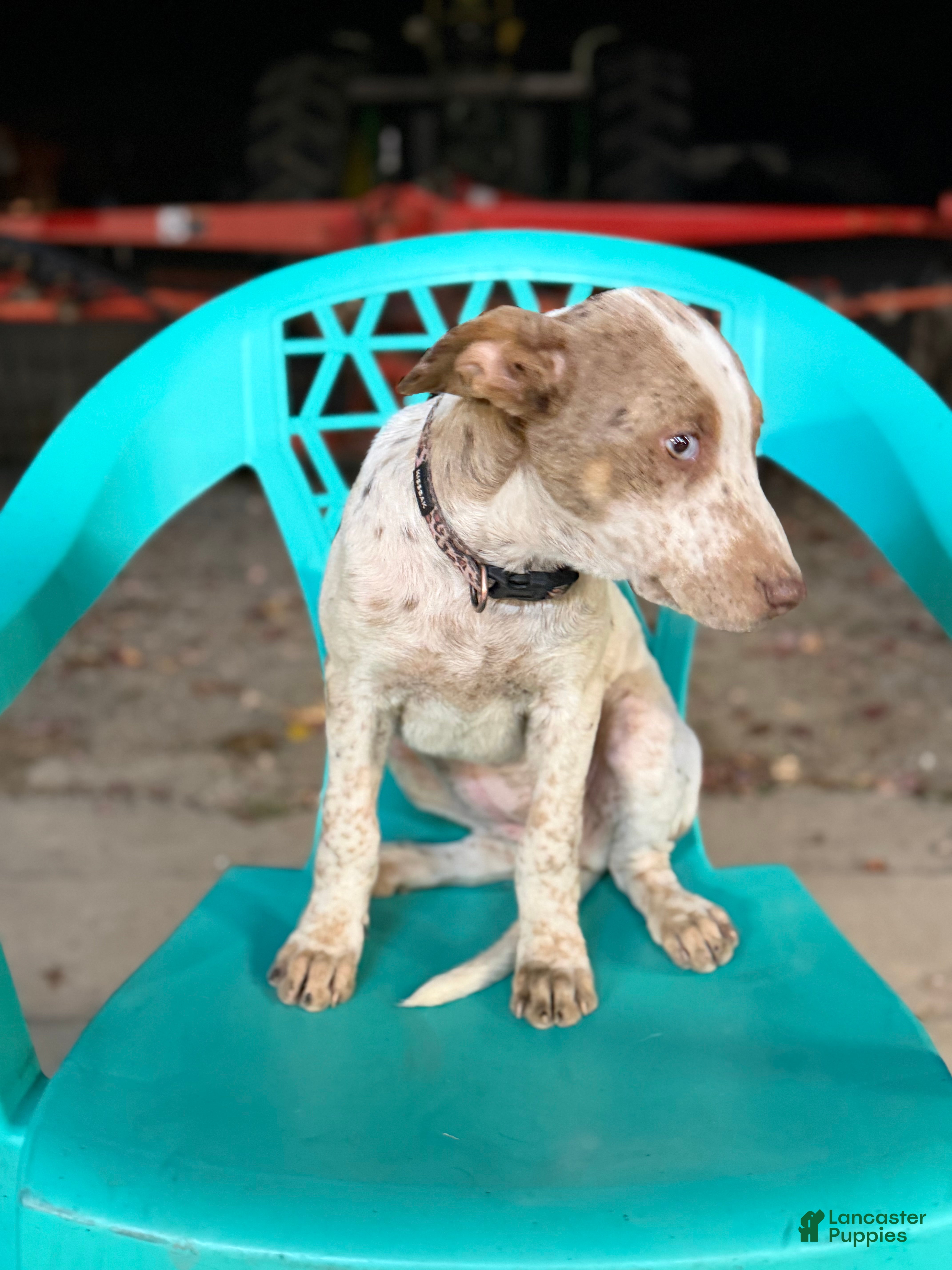 Mixed Breed dogs for sale: Echo - Ad 1