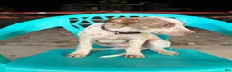 Mixed Breed dogs for sale: Echo - Ad 1